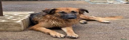 Meticcio cani in regalo: Panko,splendido simil pastore tedesco a pelo lungo - Annuncio 3
