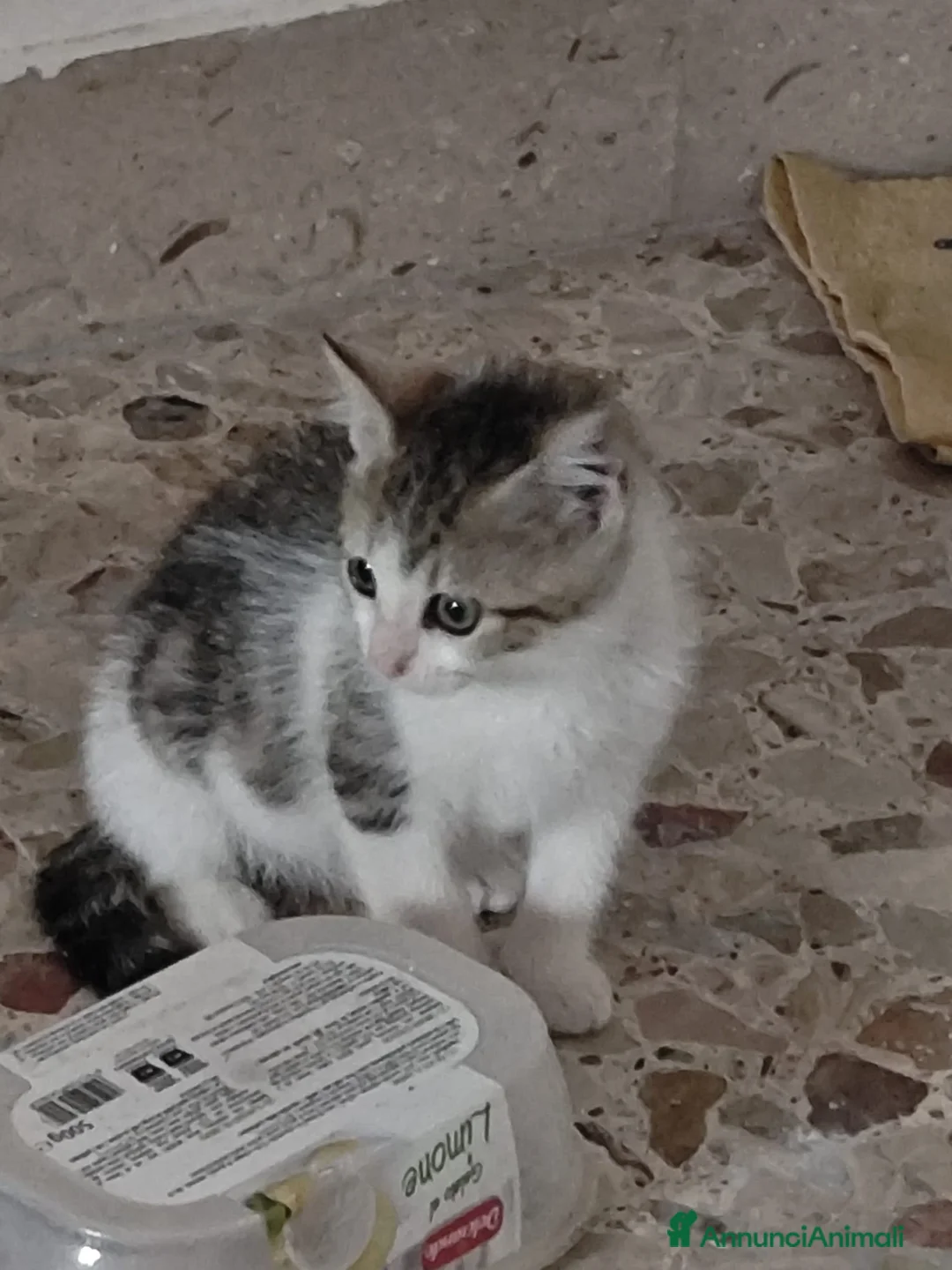 Meticcio gatti in regalo: GATTINI/E a Provincia di Monza e della Brianza - Annuncio 14