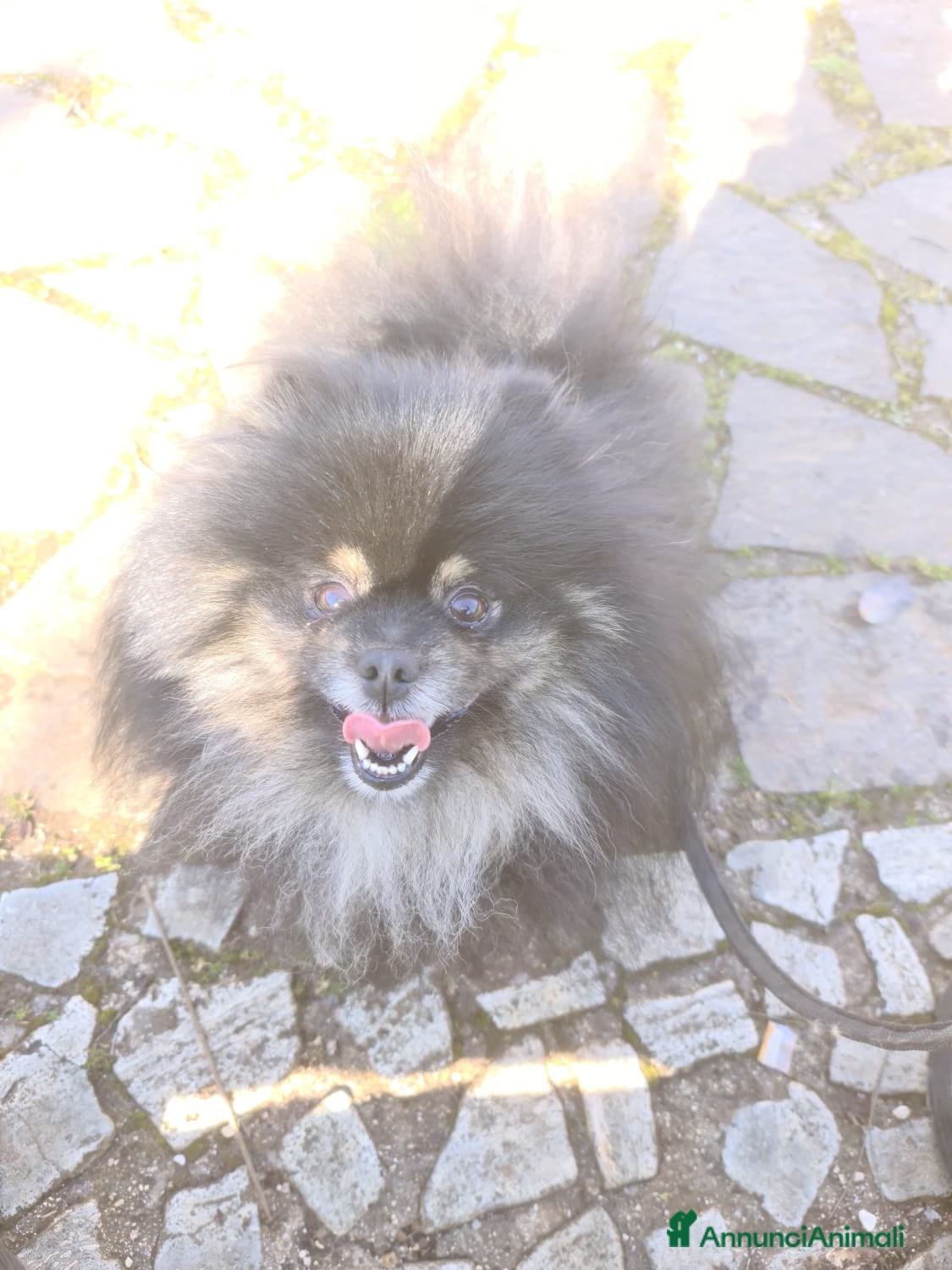 Volpino Pomerania cani STALLONE - Annuncio 26