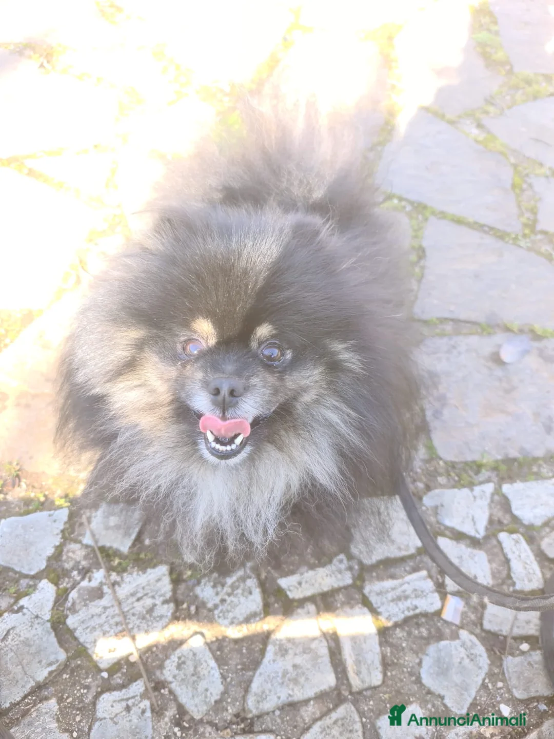 Volpino Pomerania cani per accoppiamento: STALLONE - Annuncio 1