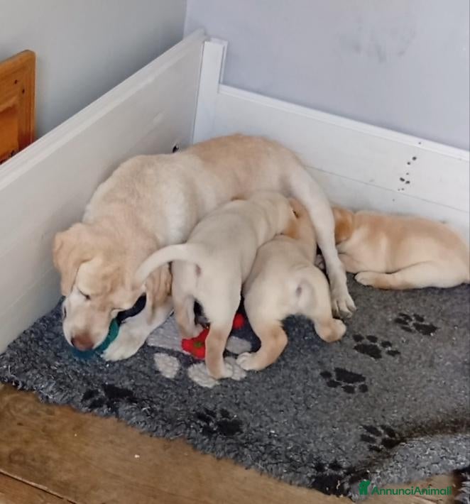 Labrador cani Labrador Retriever con Pedigree  - Annuncio 1