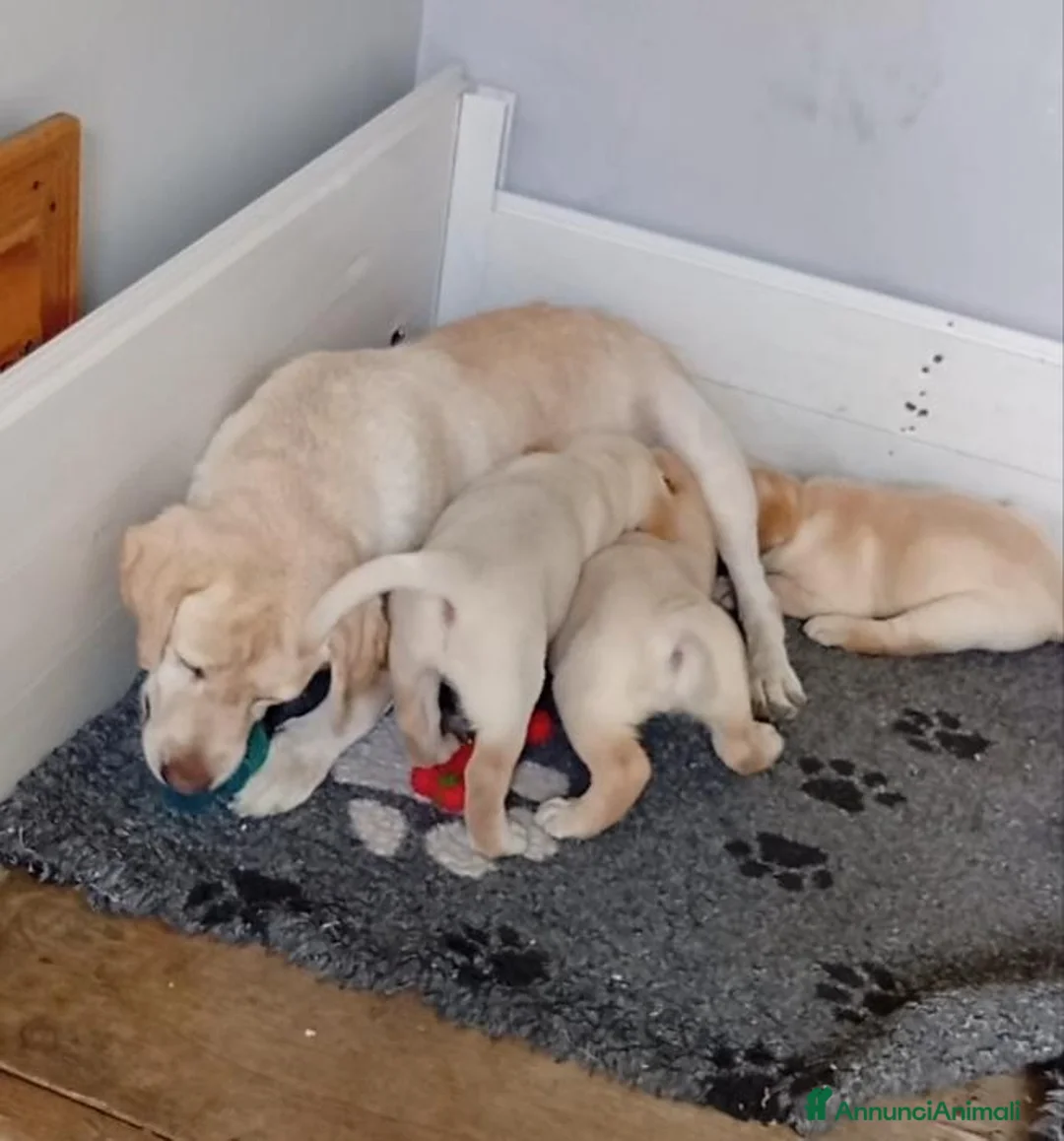 Labrador cani in vendita: Labrador Retriever con Pedigree  - Annuncio 1