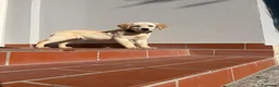 Labrador cani in vendita: Cuccioli di Labrador con pedigree - Annuncio 5