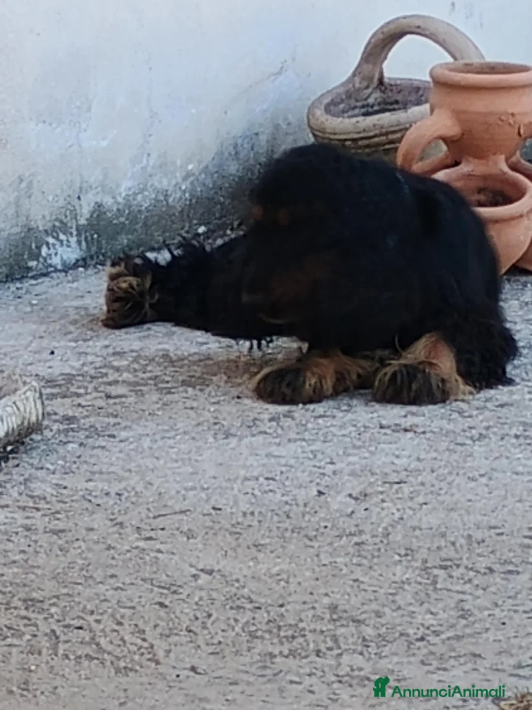 Cocker cani in vendita: Cocker spanoel - Annuncio 4