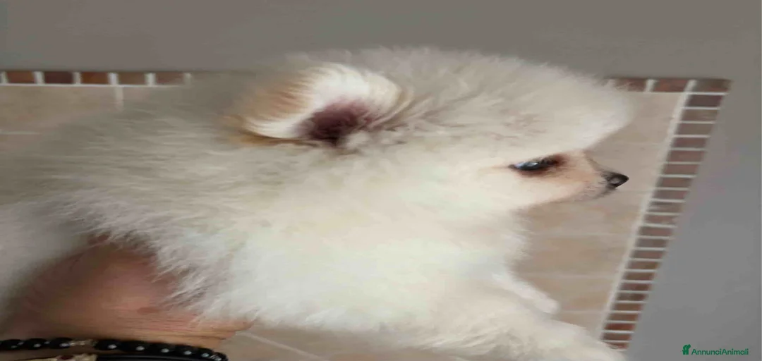 Immagine della galleria {{count}}