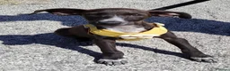Meticcio cani in regalo: Batman a Provincia di Savona - Annuncio 4