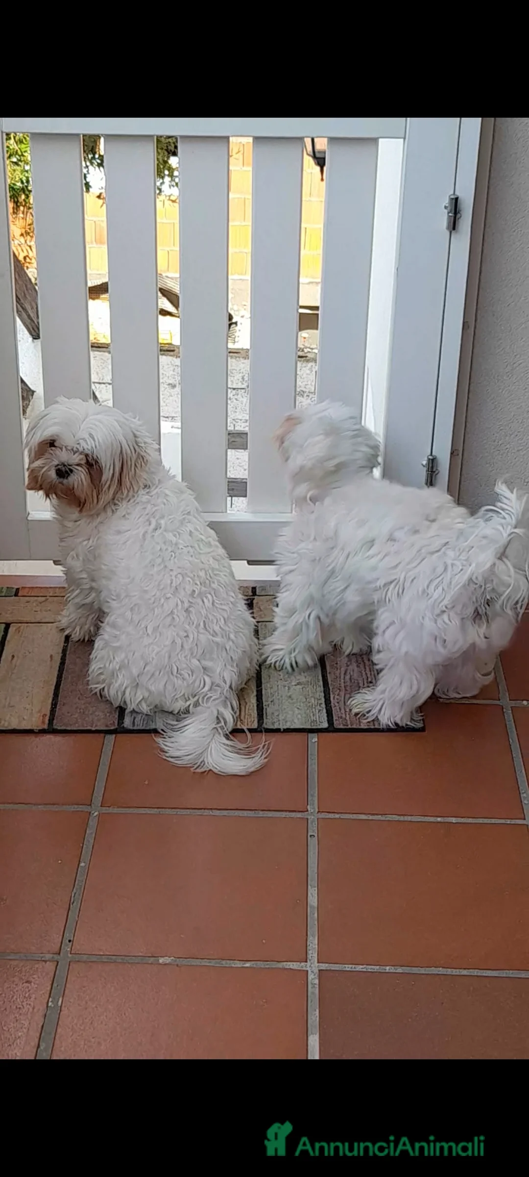 Maltese cani in vendita: Maltesi disponibili 2 a Provincia del Sulcis Iglesiente - Annuncio 1