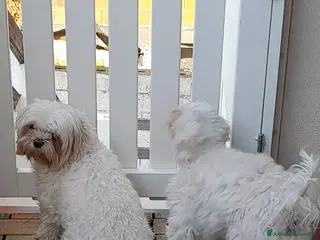 Maltese cani Maltesi disponibili 2 - Annuncio 1