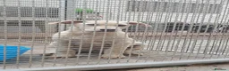 Labrador cani in regalo: Labrador cuccioli in canile - Annuncio 23