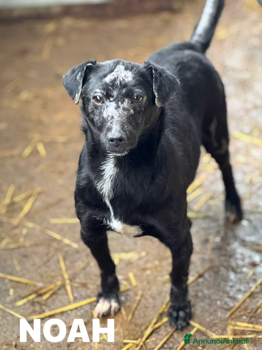 Meticcio cani in regalo: NOAH, dolce nanetto spennacchiato! Tg PICCOLA. - Annuncio 4