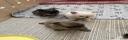 Chihuahua cani in vendita: Cuccioli di Chihuahua mini disponibili a Città metropolitana di Roma Capitale - Annuncio 1