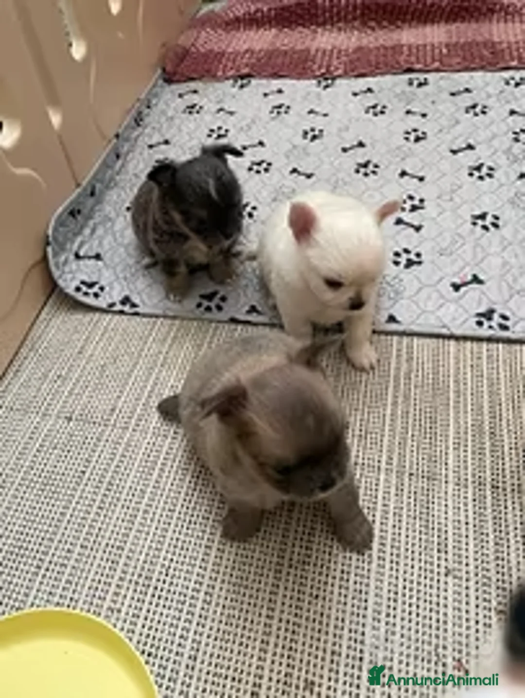 Chihuahua cani in vendita: Cuccioli di Chihuahua mini disponibili a Città metropolitana di Roma Capitale - Annuncio 1