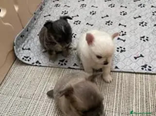 Chihuahua cani Cuccioli di Chihuahua mini disponibili - Annuncio 33