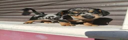 Bassotto cani in vendita: Bassotto maschio  - Annuncio 2