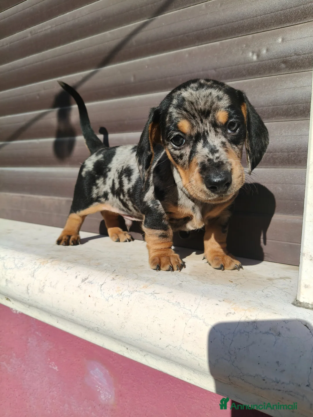 Bassotto cani in vendita: Bassotto maschio  - Annuncio 2