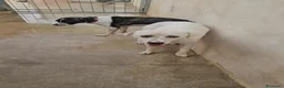 Meticcio cani in regalo: Kinder e Kira: giovani adozione di coppia  - Annuncio 17