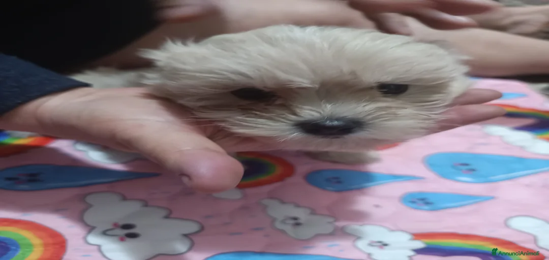 Immagine della galleria {{count}}