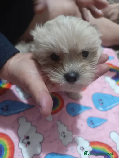 Immagine della galleria {{count}}