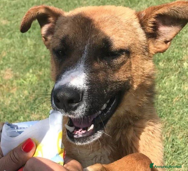 Meticcio cani VAN, cucciolone con una stella sul dorso - Annuncio 1