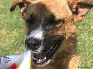 Meticcio cani VAN, cucciolone con una stella sul dorso - Annuncio 1