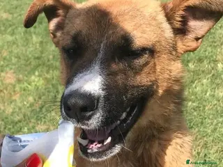 Meticcio cani VAN, cucciolone con una stella sul dorso - Annuncio 18