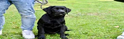 Labrador cani in vendita: CUCCIOLO LABRADOR NERO - Annuncio 3