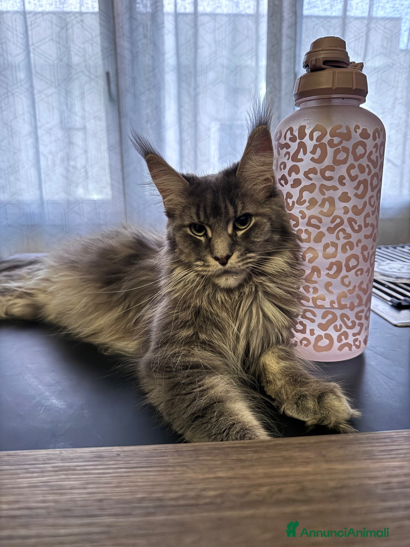 Maine Coon gatti in vendita: Splendidi cuccioli di Maine Coon - Annuncio 2