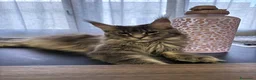 Maine Coon gatti in vendita: Splendidi cuccioli di Maine Coon - Annuncio 1