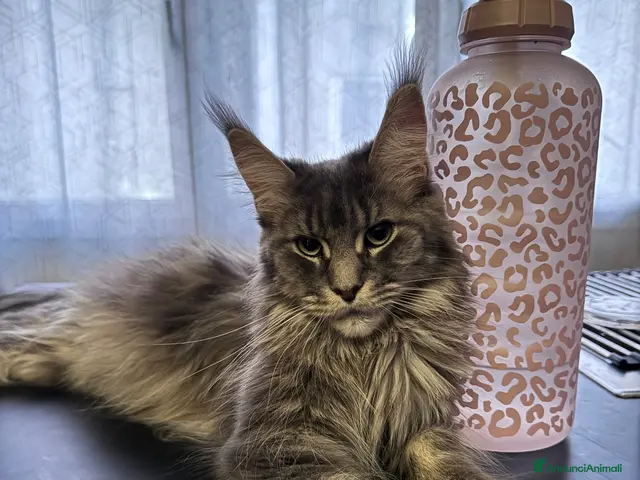 Maine Coon gatti in vendita: Splendidi cuccioli di Maine Coon - Annuncio 2