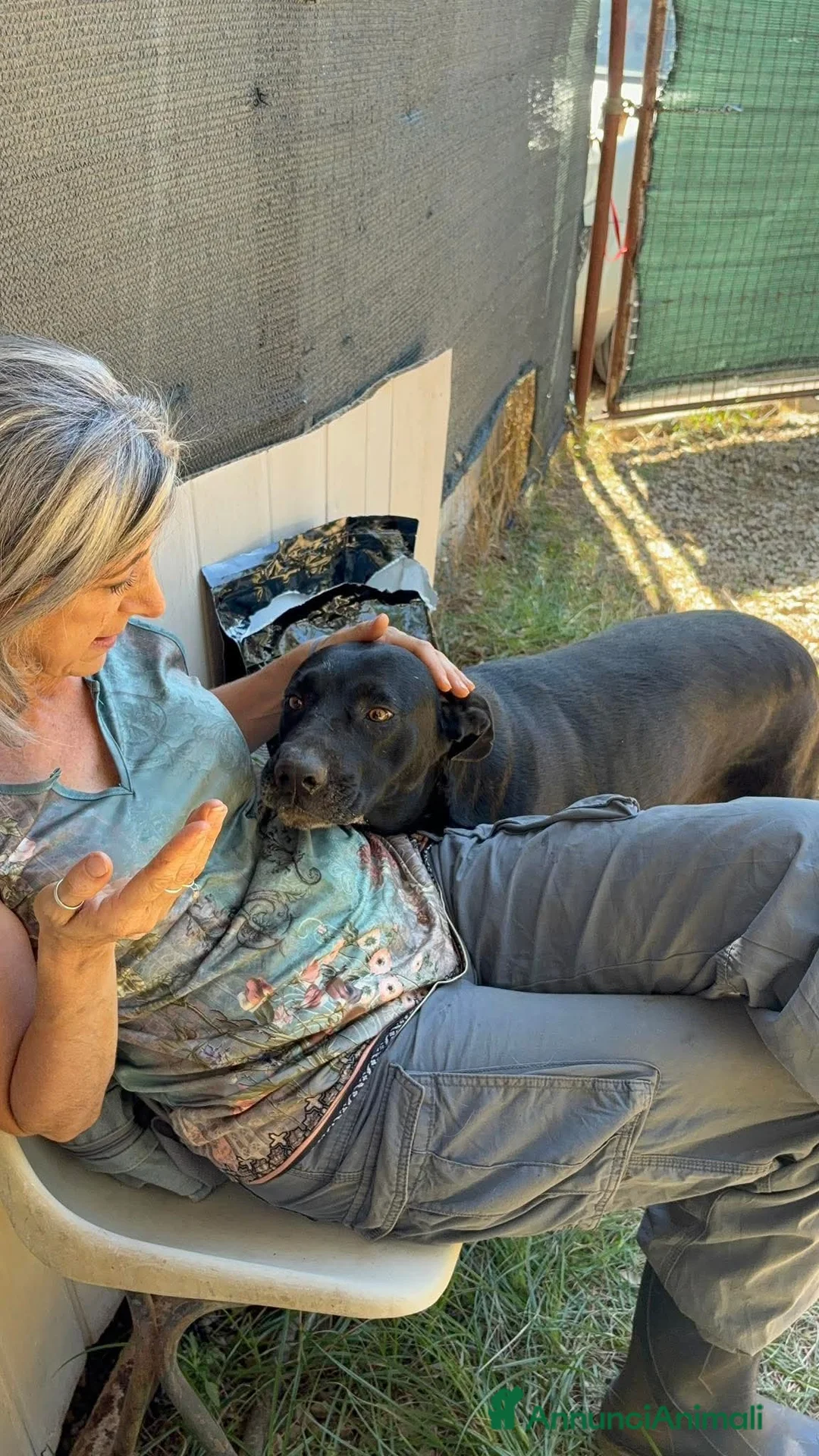 Meticcio cani in regalo: Olimpia, 2 anni, bella e buona  - Annuncio 8