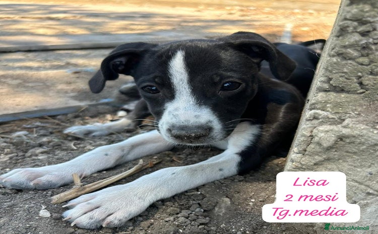 Meticcio cani a Provincia di Alessandria - Annuncio 4