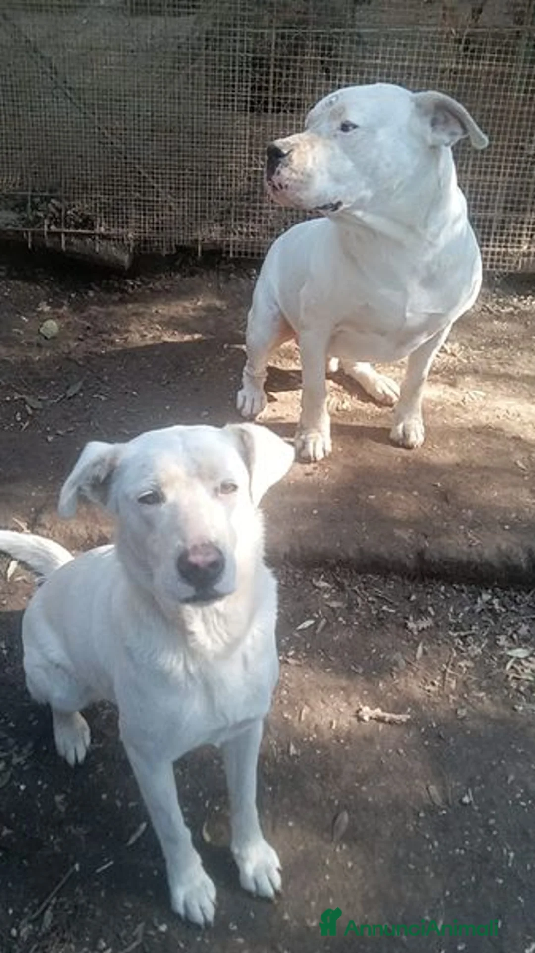 Labrador cani in regalo: Clara, occhioni da cerbiatto a Città metropolitana di Roma Capitale - Annuncio 6
