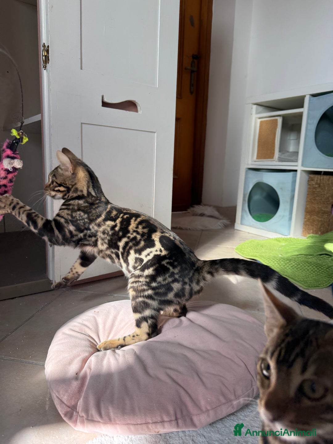 Bengala gatti in vendita: Stupendo bengala brown  - Annuncio 5