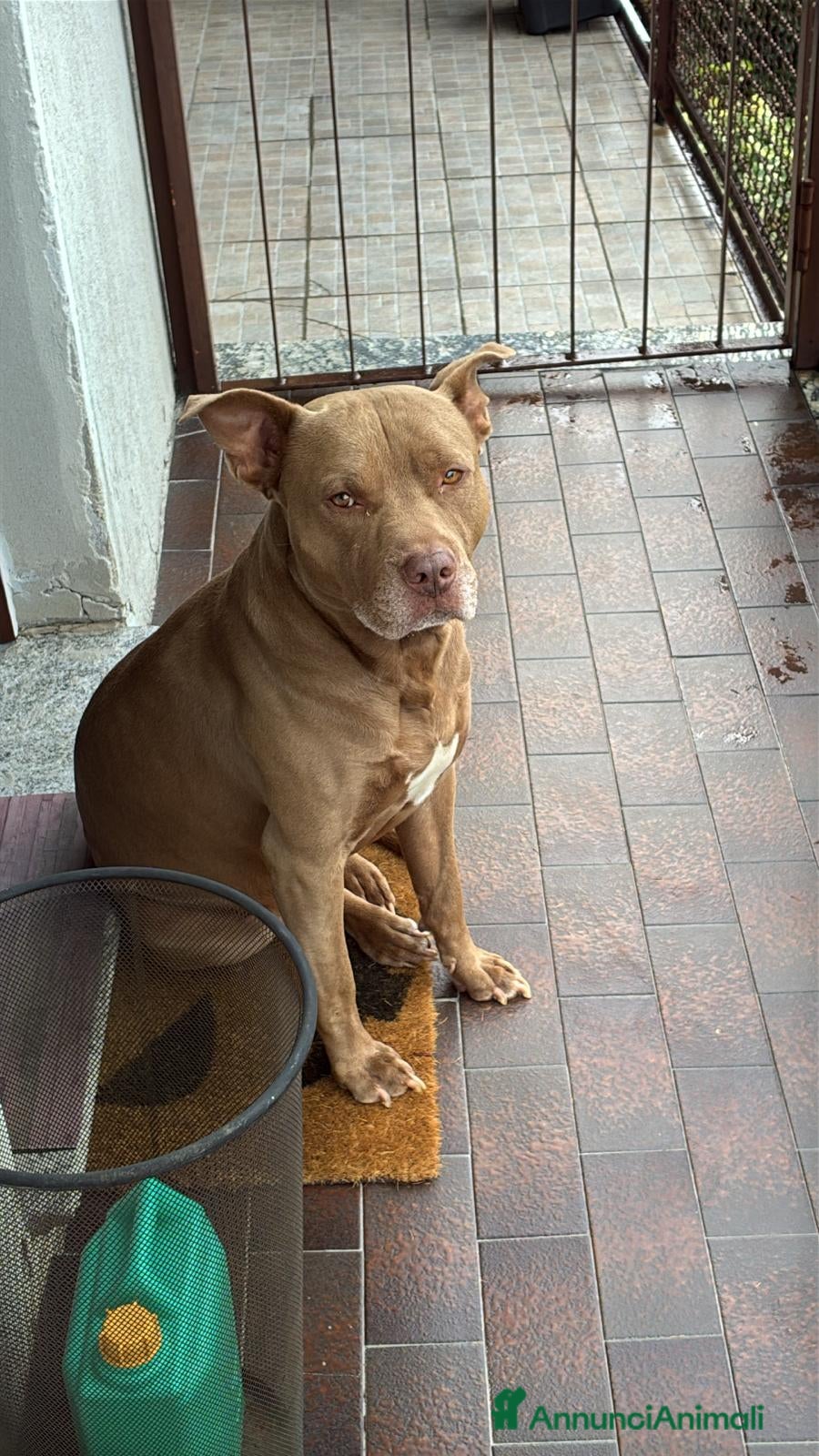 Pitbull cani Maschio di pitbull cerca femmina  - Annuncio 1