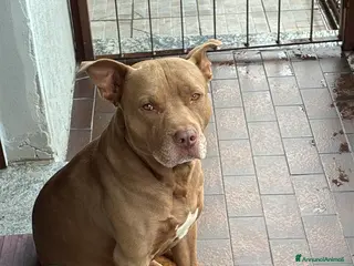 Pitbull cani Maschio di pitbull cerca femmina - Annuncio 1