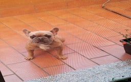 Bulldog Francese cani in vendita: Kira Bulldog Francese  a Provincia di Novara - Immagine 1