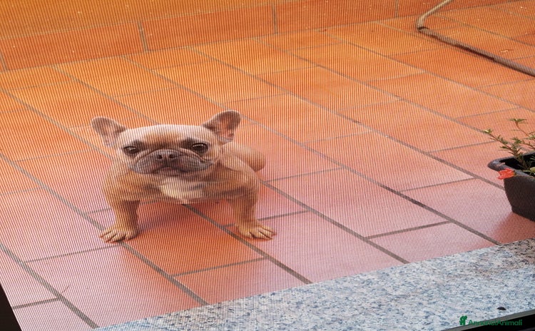 Bulldog Francese cani a Provincia di Novara - Annuncio 1