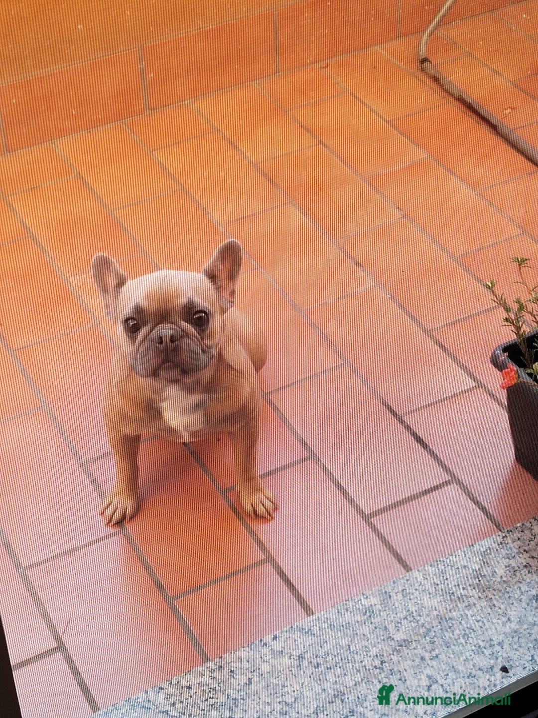 Bulldog Francese cani in vendita: Kira Bulldog Francese  a Provincia di Novara - Immagine 1