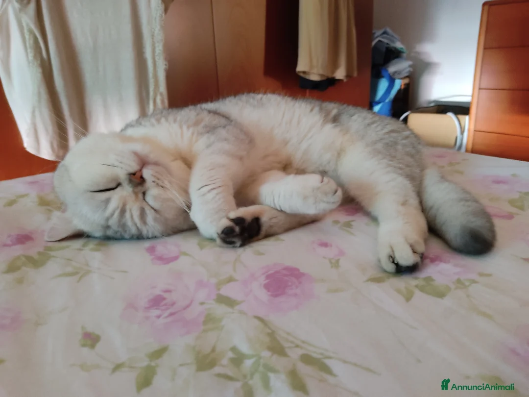 British gatti per accoppiamento: Cerco gatta Britisc shortais silver  - Annuncio 2