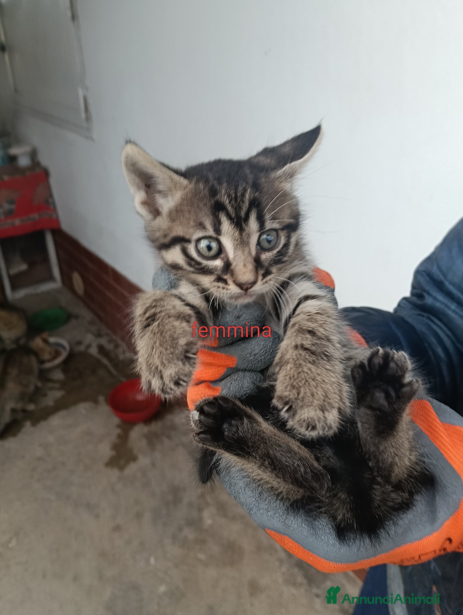 Meticcio gatti Regalo gattini - Annuncio 1