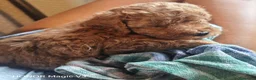 Barboncino cani in vendita: Barboncini - Annuncio 1