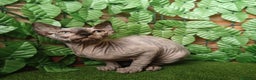 Sphynx gatti in vendita: Gattina spinkns tre mesi Pedigree  - Annuncio 7