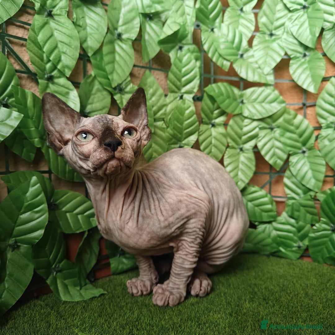 Sphynx gatti in vendita: Gattina spinkns tre mesi Pedigree  - Annuncio 7