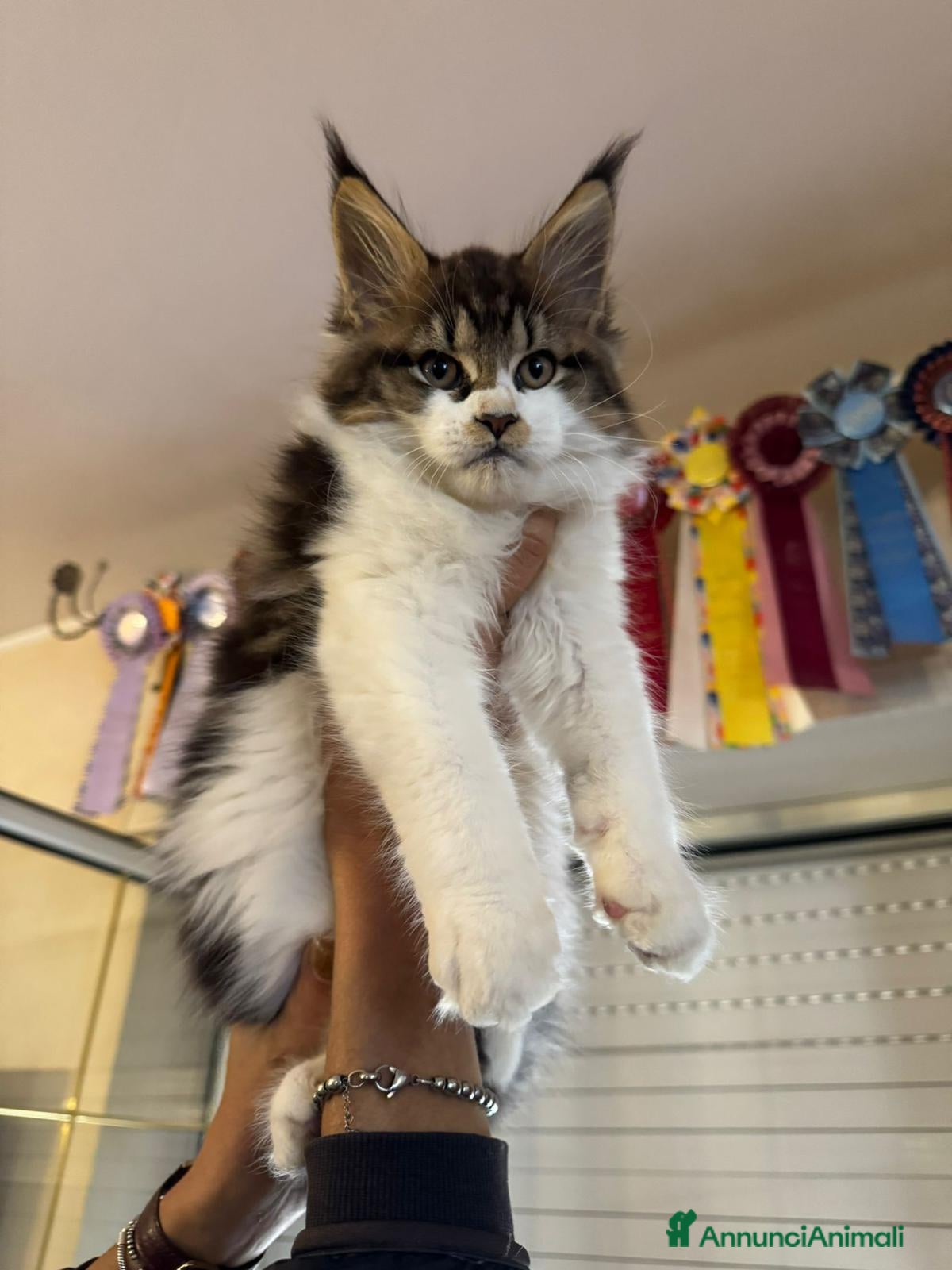 Maine Coon gatti Maine Coon  - Annuncio 1