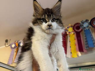 Maine Coon gatti Maine Coon - Annuncio 1