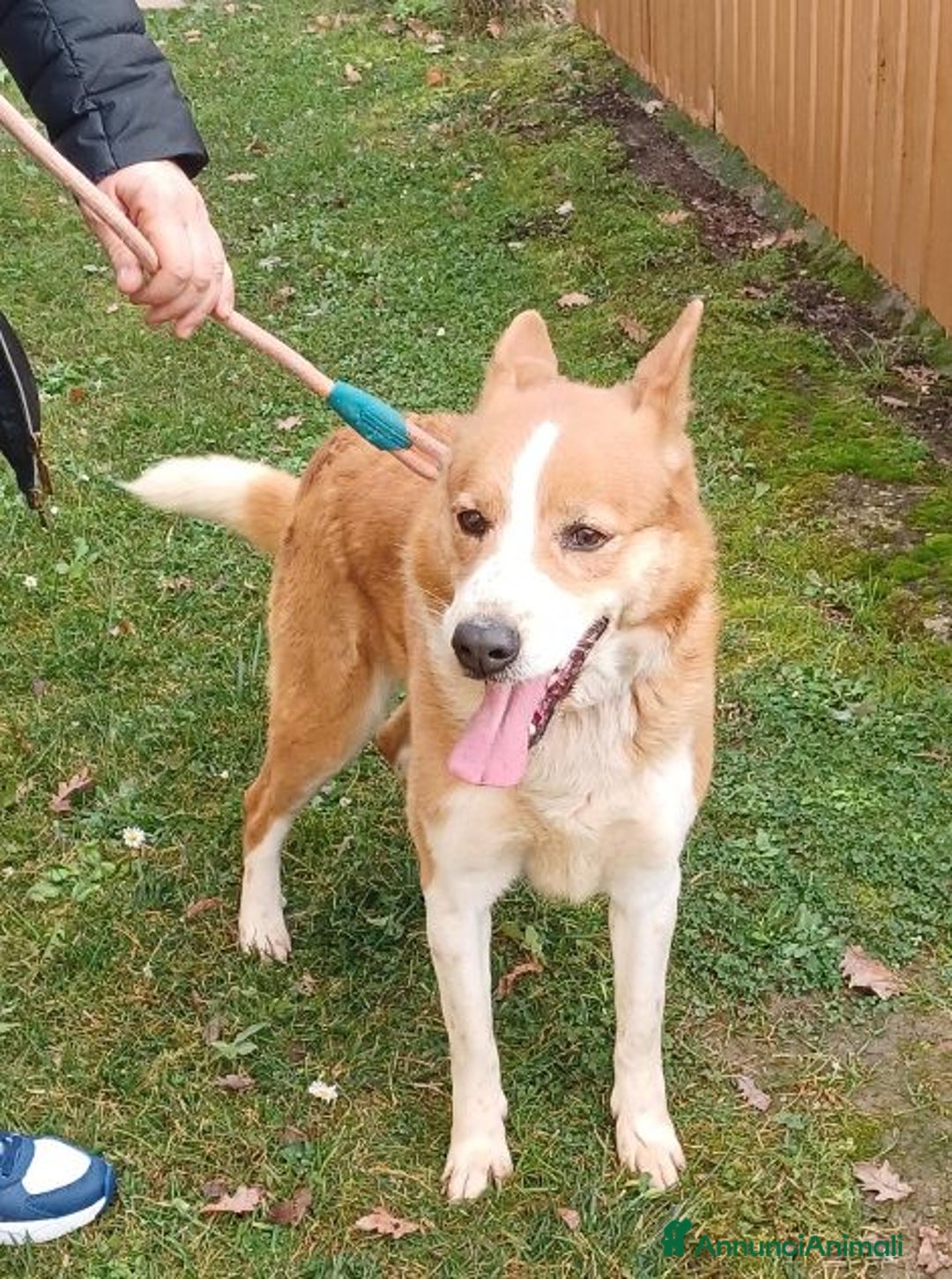 Altre razze cani in regalo: CANNELLA meravigliosa creatura - Annuncio 5