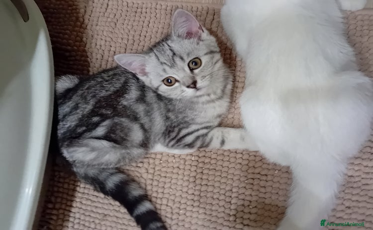 Scottish gatti a Provincia di Piacenza - Annuncio 6