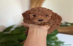 Barboncino cani in vendita: Barboncino piccolo nanetto  - Immagine 4