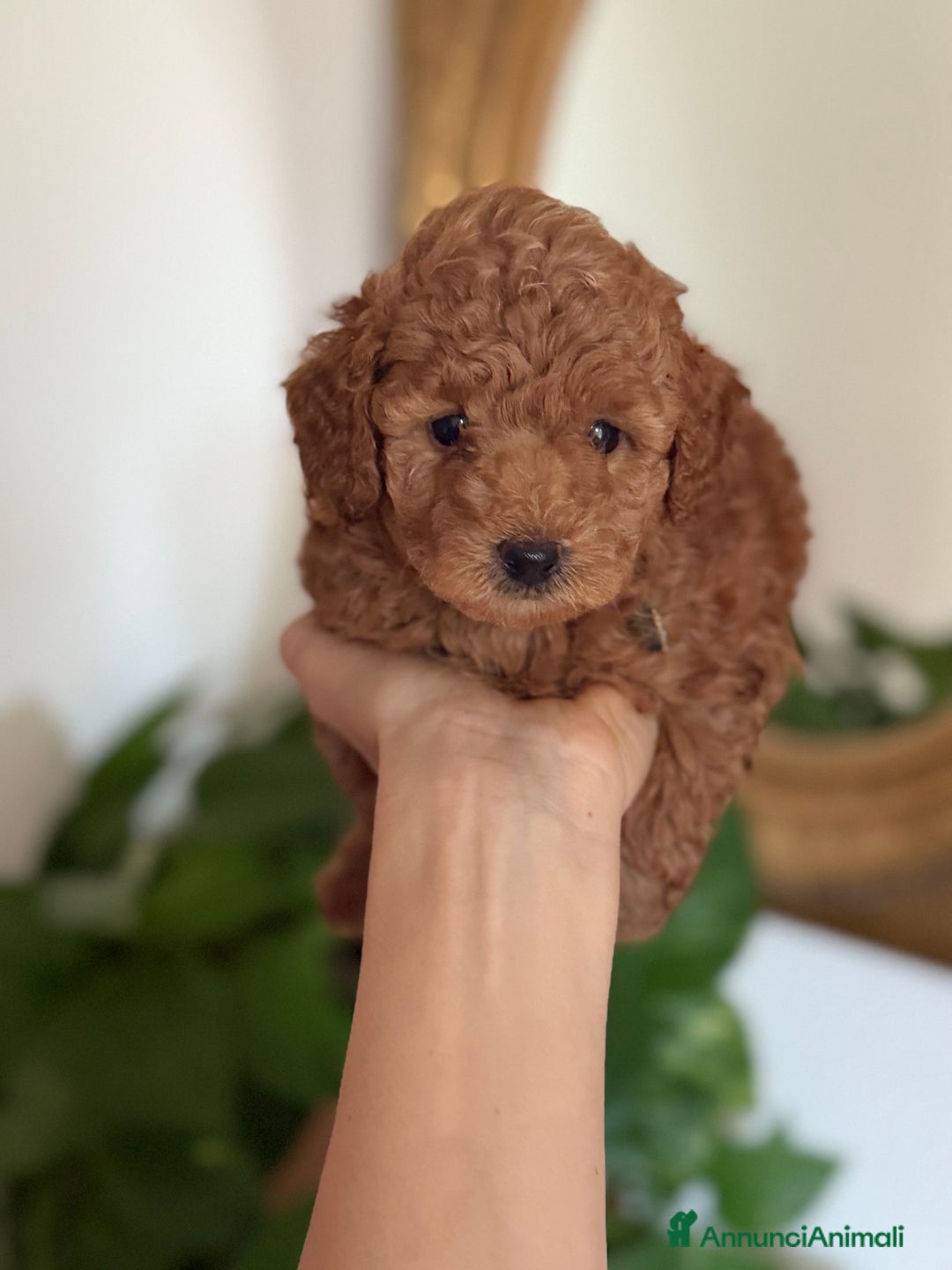 Barboncino cani in vendita: Barboncino piccolo nanetto  - Immagine 4