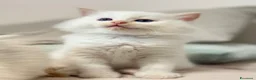 Ragdoll gatti in vendita: Ragdoll maschietti Red e Seal con pedigree - Annuncio 11